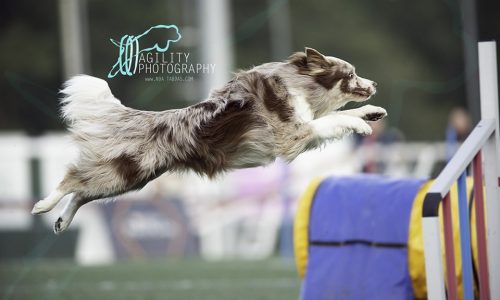 Clicker tren trasero