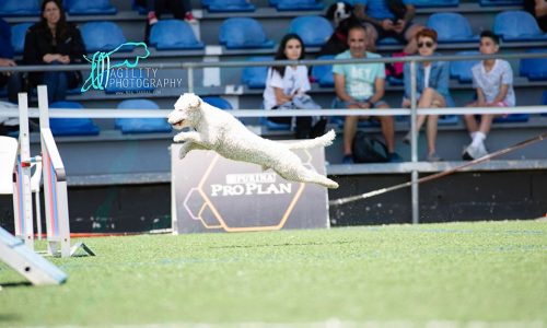 Clicker, patas laterales