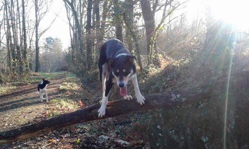 Clicker, pies encima