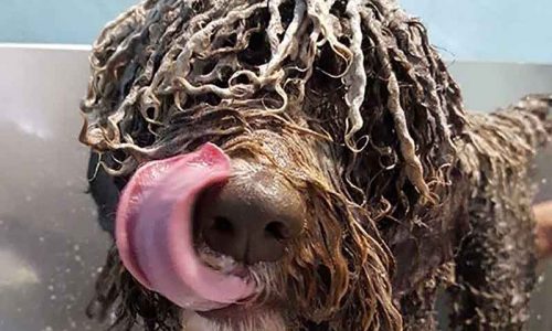 Señales de calma. El lenguaje universal de los perros