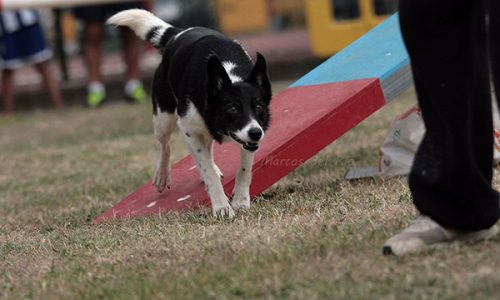 Agility, 2 dentro 2 fuera